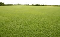 Beneficios del abono de superficie en el césped como alternativa a los fertilizantes químicos