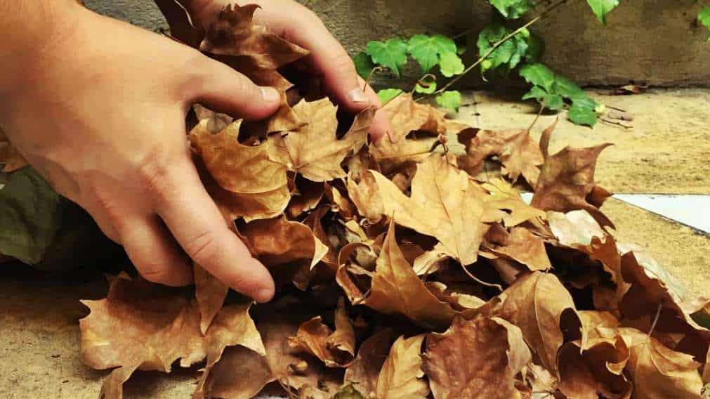 recoger las hojas caidas en otoño y hacer compost
